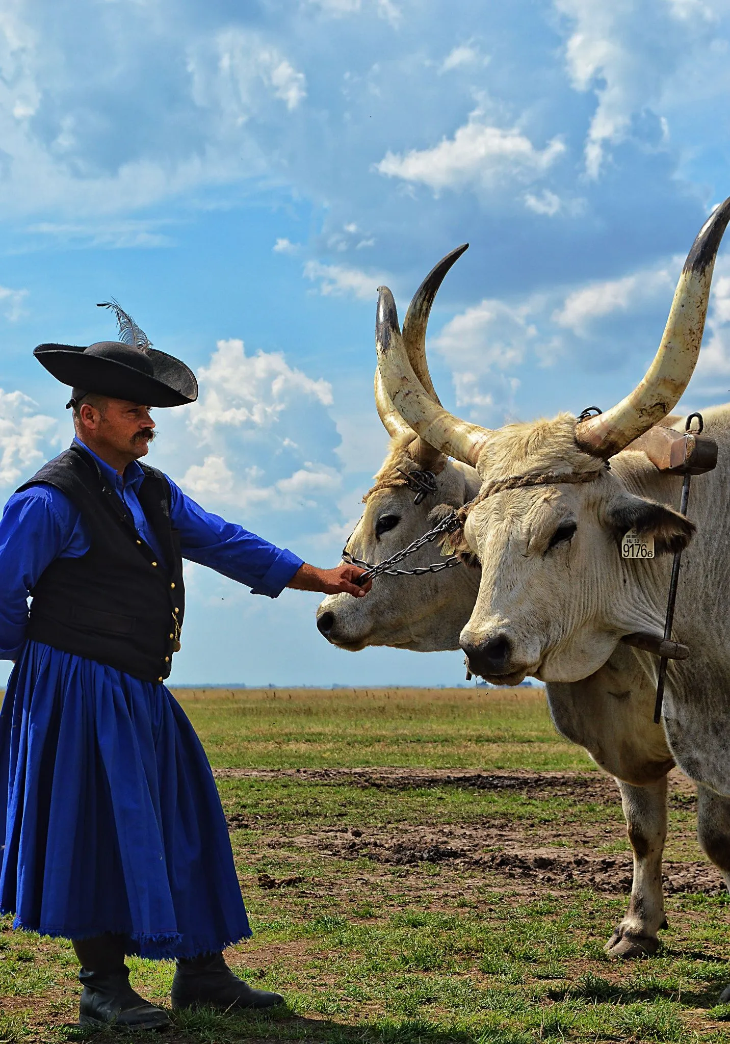 A man stands beside a cow